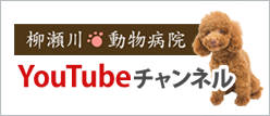 柳瀬川動物病院 YouTubeチャンネル